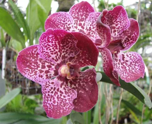 Vanda Robert Delight 'Red Spot'