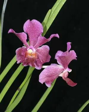 Vanda Hilo Rose