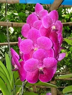 Vanda Taweewan x Pornpimol