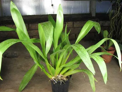 Vuylstekeara Cambria 'Favorit'
