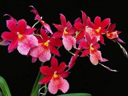 Burrageara Nelly Isler 'Swiss Beauty'