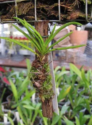 Ascocentrum pumilum