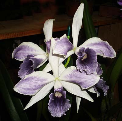 Laelia purpurata werkhauseri striata x SELF