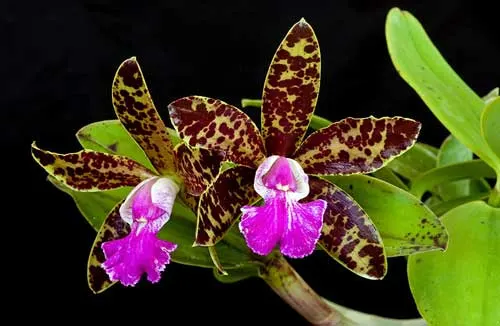 Cattleya Pradit Spot 'Black Prince'