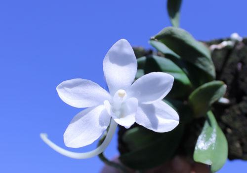 Amesiella minor