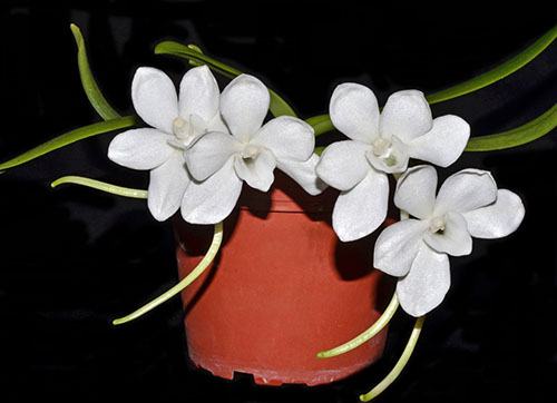 Amesiella philippinensis
