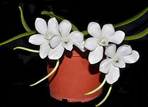 Amesiella philippinensis