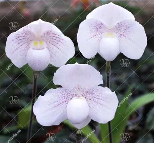 Paphiopedilum niveum x sib