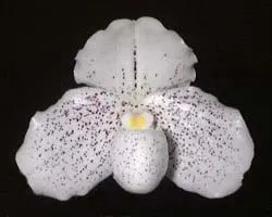 Paphiopedilum Wellesleyanum x delenatii fma. album