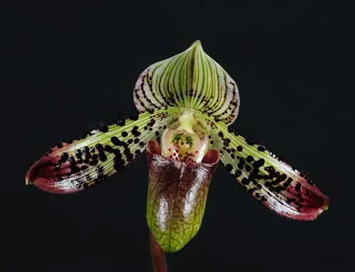 Paphiopedilum argus