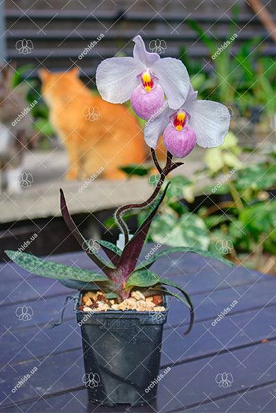 Paphiopedilum delenatii
