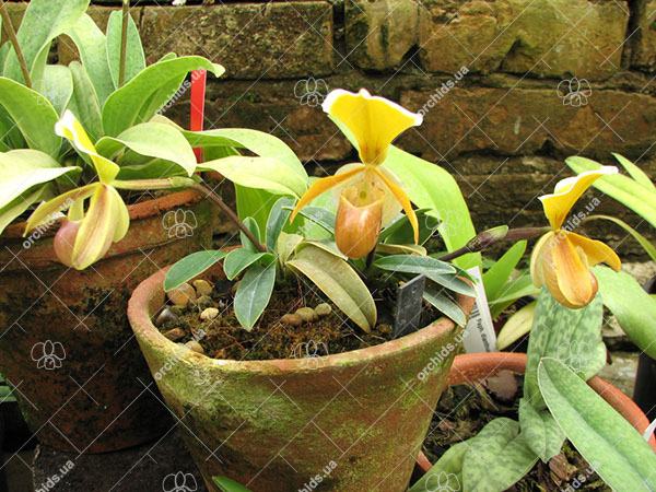 Paphiopedilum helenae