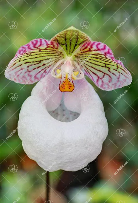 Paphiopedilum micranthum var eburneum