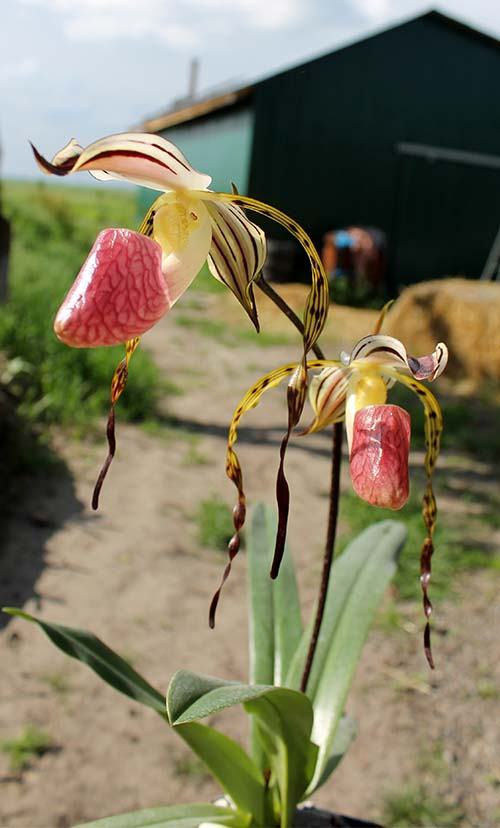 Paphiopedilum stonei