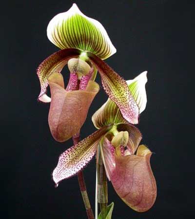 Paphiopedilum superbiens