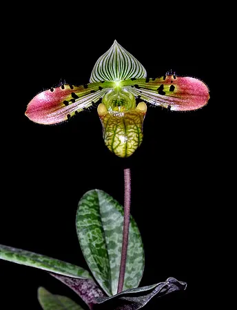 Paphiopedilum venustum x sib