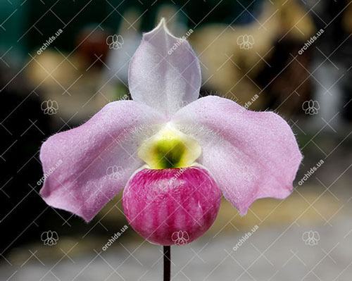 Paphiopedilum vietnamense