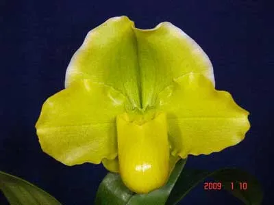 Paphiopedilum Hung Sheng Curet × Enzan Fruit