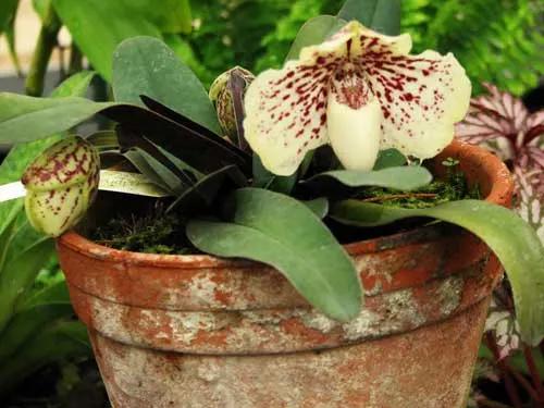 Paphiopedilum godefroyae f leucochilum