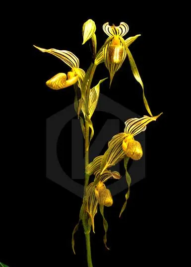 Paphiopedilum kolopakingii var. topperi