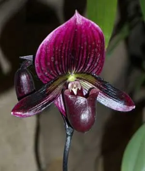 Paphiopedilum Hung Sheng Red Apple