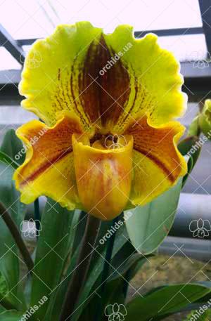 Paphiopedilum Lippewunder hybrid