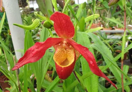 Phragmipedium Living Fire (Sorcerer's Apprentice x besseae)