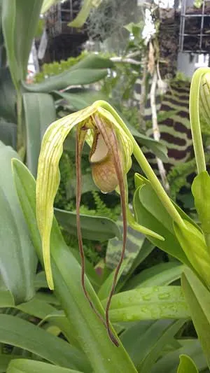 Phragmipedium wallisii x caudatum