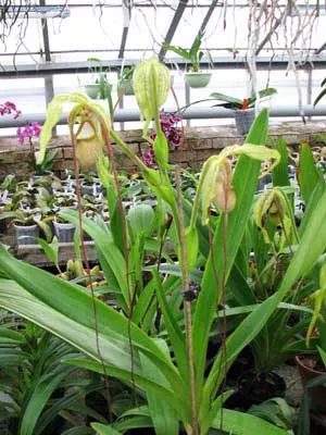 Phragmipedium wallisii x caudatum