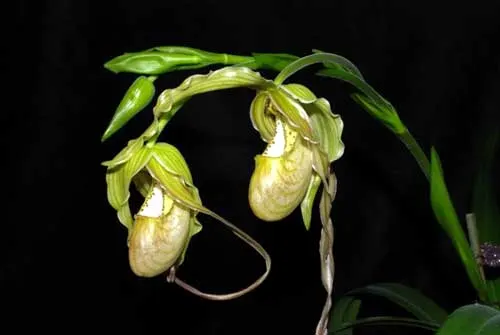 Phragmipedium Memoria Garren Weaver (pearcei x wallisii)