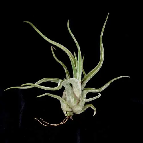 Tillandsia caput-medusae