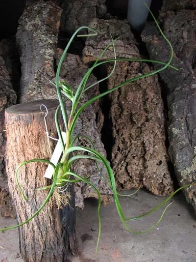 Tillandsia baileyi