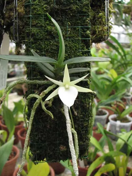 Angraecum rutenbergianum