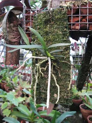 Angraecum rutenbergianum