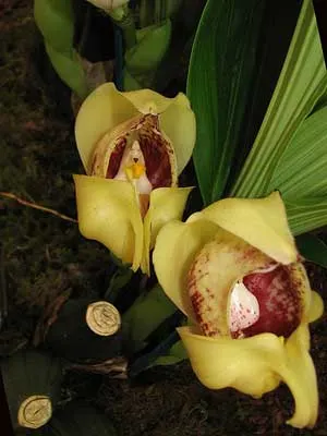 Anguloa cliftonii x Anguloa clowesii
