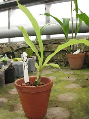 Anguloa cliftonii x Anguloa clowesii