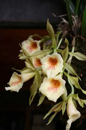 Trichopilia Senne Star (tortilis 'large' x turialbae 'alpha')