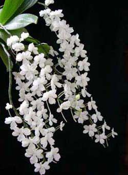 Aerangis citrata