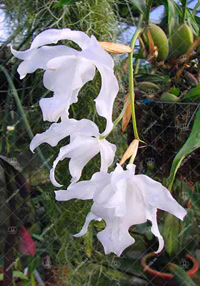 Coelogyne cristata var hololeuca