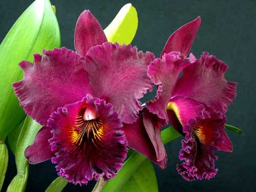 Brassolaeliocattleya Chia Lin 'New City' (Oconee x Maitland)