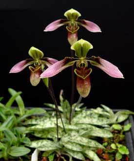Paphiopedilum hainanense