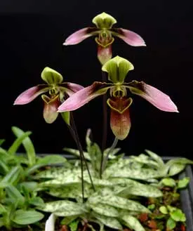 Paphiopedilum hainanense