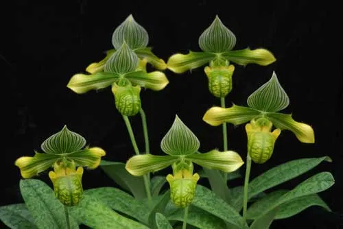 Paphiopedilum venustum alba