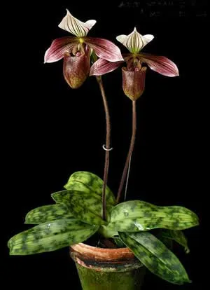 Paphiopedilum purpuratum
