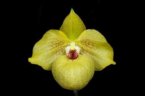 Paphiopedilum Norito Hasegawa (malipoense x armeniacum)