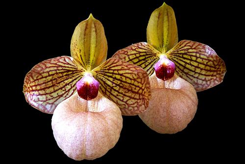 Paphiopedilum Fanaticum (malipoense x micranthum)