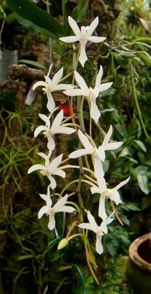 Aerangis mystacidii x decaryana