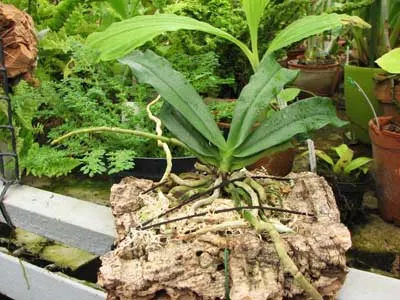 Aerangis mystacidii x decaryana