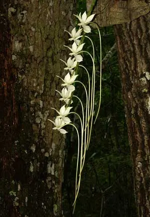 Aerangis spiculata