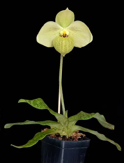 Paphiopedilum Memoria Larry Heuer (malipoense x emersonii)